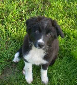 20110827Merlin3 021.jpg